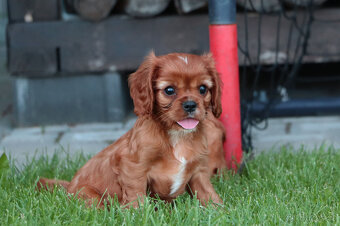 Kavalír king charles španěl s pp - 4