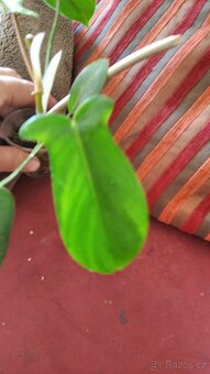 Philodendron Florida beauty - 4