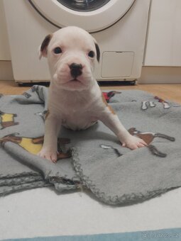 Americký staford - 4