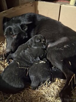 Německý ovčák štěňátka - 4