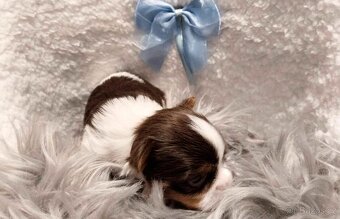 Yorkshire Terrier Biewer,Biro a Black and tan - 4