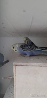 Andulka - 4