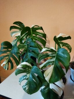 Monstera deliciosa variegata - 4