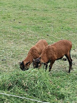 Kamerunské ovce - 4