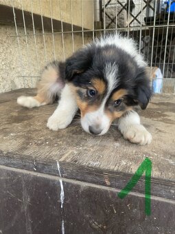 Štěňátka Border Kolie - 4