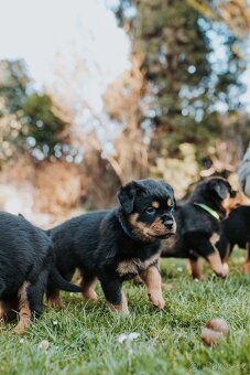 Štěňata Rottweilera s PP (Rotvajler, RTW) od ledna k odběru - 4