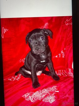 Stafordšírský bulteriér - 4