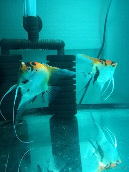 Skaláry red devil - 4