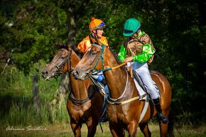 sedmiletá klisna - 4