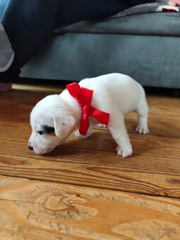 Štěňátka Jack Russell teriér - 4
