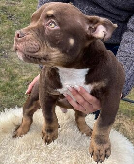 American Bully Micro - 4