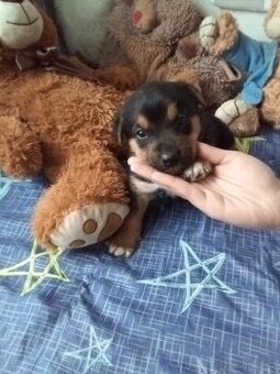 Štěňata bordel kolie - 4