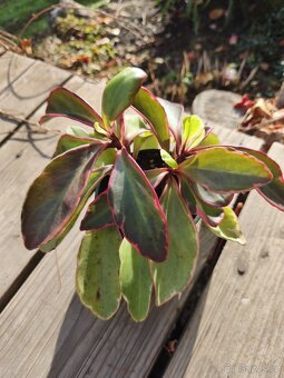 Pokojové rostliny + zdarma Aloe Vera - 4