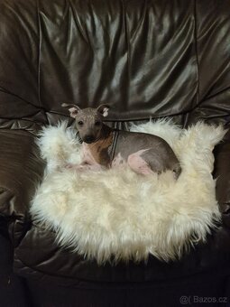 Americký bezsrstý teriér s PP. - 4