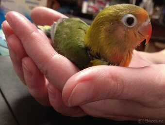 Agapornis ručně dokrmený - 4