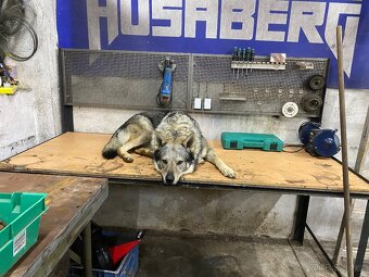 Československý vlčák štěňata - 4