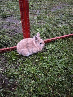 Zakrslý králík - Teddy 🐇 holčička ❤️ - 4