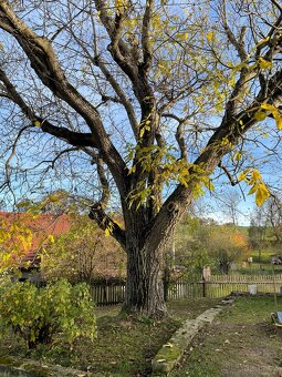 Ořechové dřevo - 4