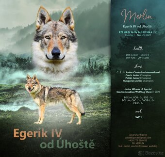 Československý vlčák s PP - 4