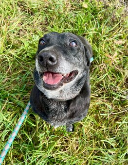 FANNY - psík 7 let - 4