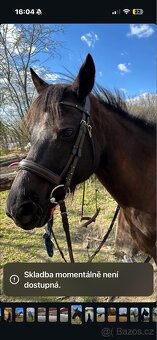 Hnědá anglická úzdečka na prodej - 4