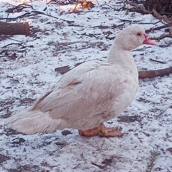 Kachna pižmová - 4