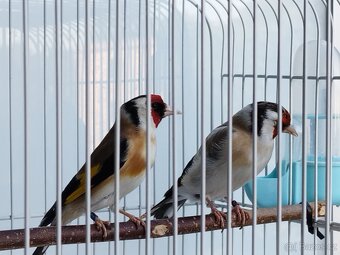 Carduelis Major - 4