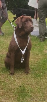 Labradorský retrívr s PP - 4
