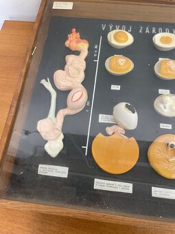 Stará školní pomůcka - vývoj embrya kuřete - 4