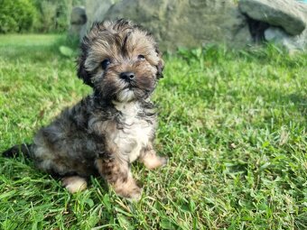Maltipoo jen fenky - 4