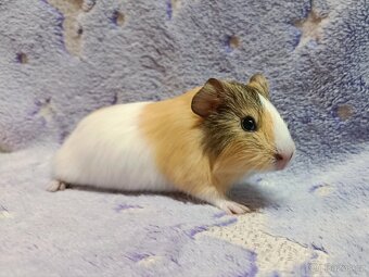 Morče sameček ♂️ - 4