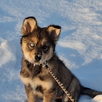 Štěně křiženec Husky a Alabaj - 4