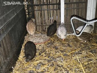 Kohoutci křepelky - 4