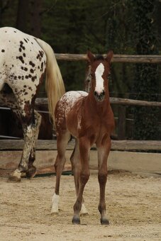 Appaloosa filly Arlina - 4