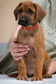 Rhodesian Ridgeback voľne fenočky - 4