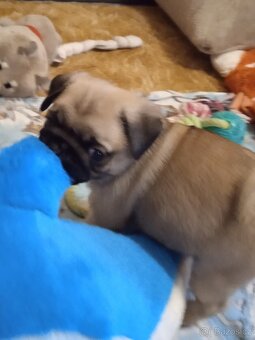 Mops - 4