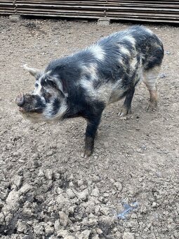 Kune Kune - 4
