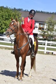 Připouštění Welsh cob - D - 4