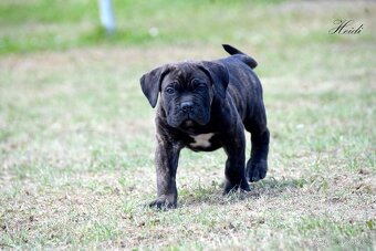 Cane Corso štěňata s FCI PP - 4