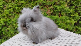 Zakrslý králík, králíček -(TEDDY)-OLIVIE - 4