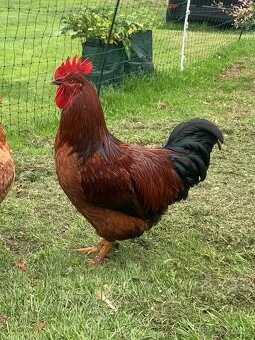 Kohout 🐓 - 4