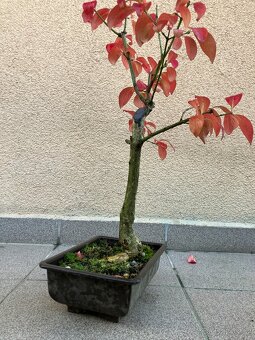 Bonsai, Bonsaj, jamadori, brslen evropský - 4