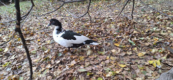 Kachna pižmová - 4