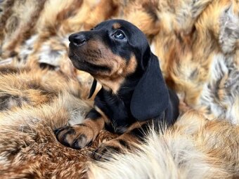 Jezevčík hladkosrstý trpasličí bez PP - 4