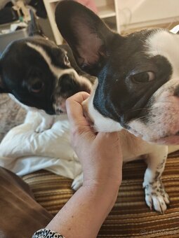 francouzky buldocek stenata - 4