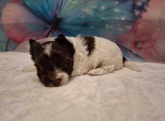 Jorkšírský teriér - biro, biewer - 4