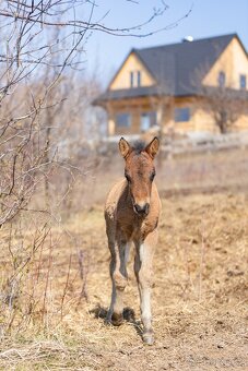 Huculský hřebec, Hucul, malý kůň, pony, hnědý, plavý - 4