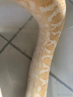 Epicrates cenchria - 4