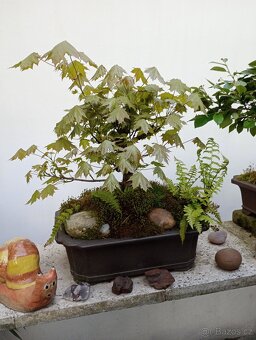 Javor mléč bonsai - 4