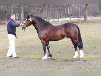 Welsh pony of cob type, sekce C - 4
